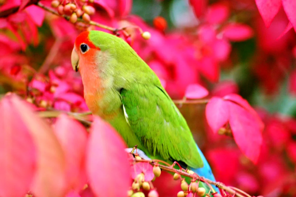 Necklace parrot. Parrot