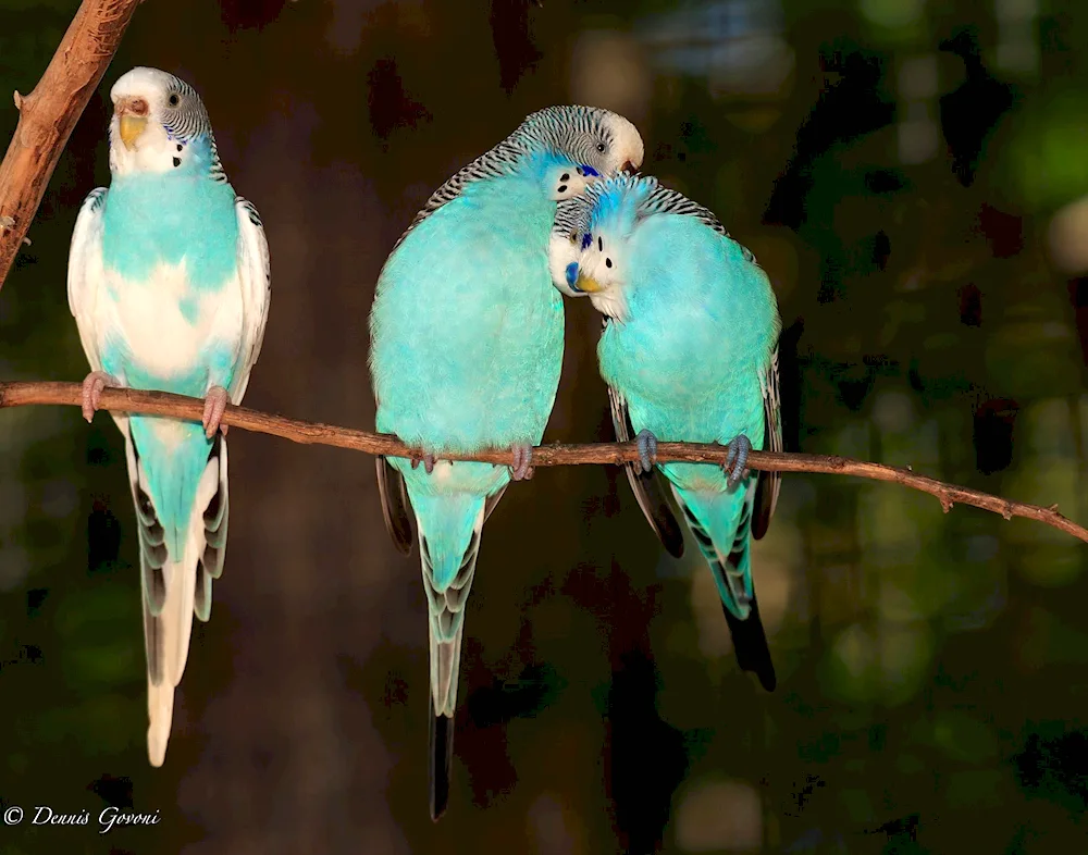 Harlequin Woolly Parrot