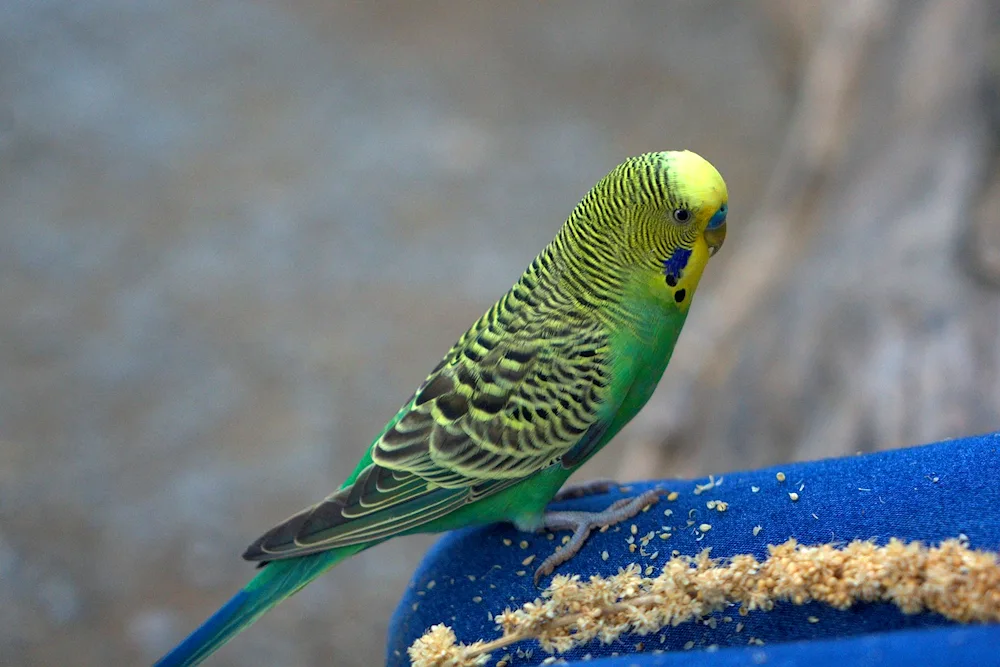 Pinto Waved Parrot