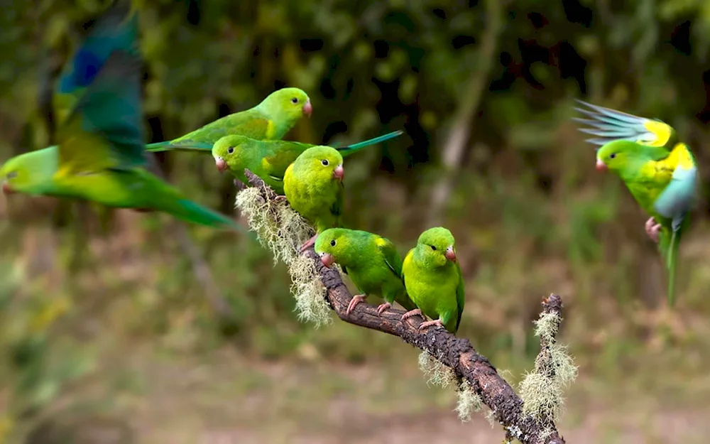 Green long-tailed parrot