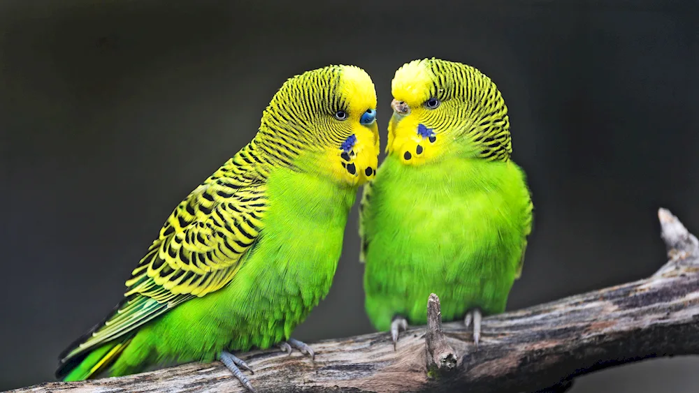 Beautiful parrots