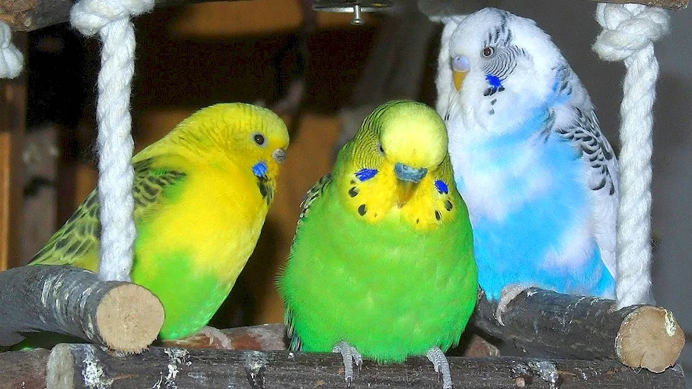 Wavey parrots