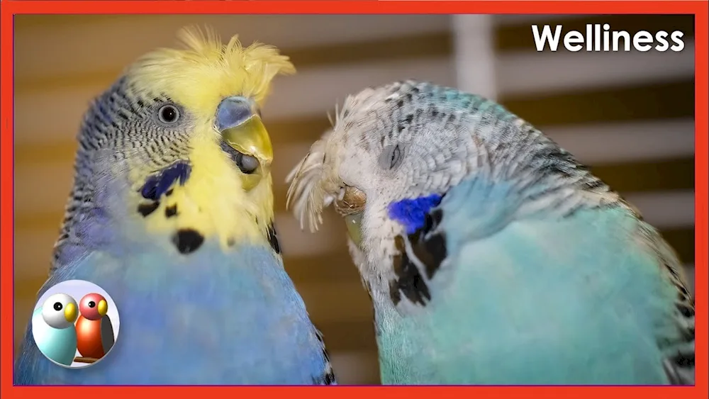 Wavy parrots