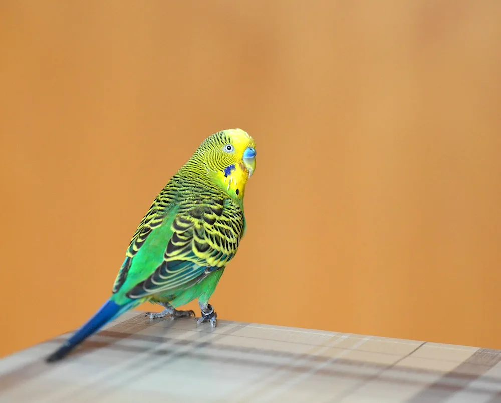 Wavy parrot