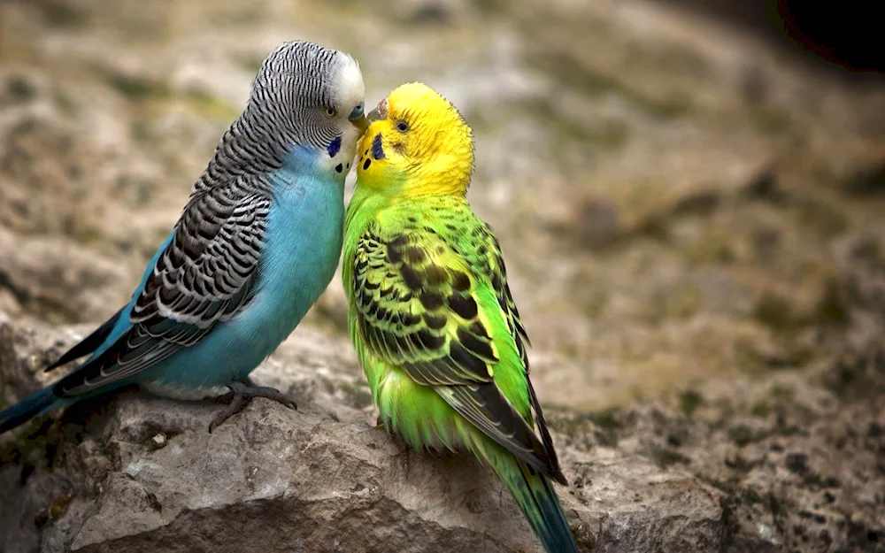 Wavy parrots