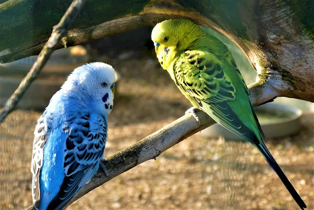 Wavy parrot purple