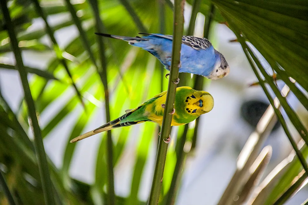 Wavy parrots parrots