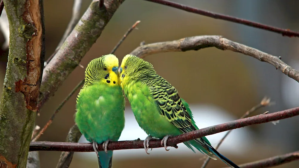 Wavy parrots