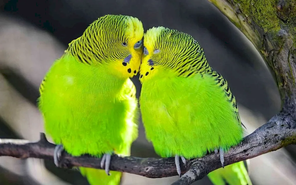 Rainbow lorikeet