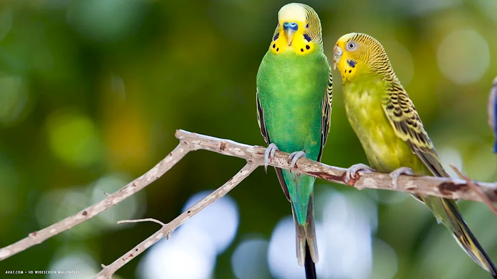 Wavy parrots