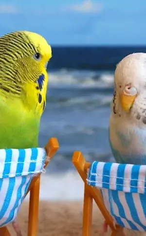 Parrots