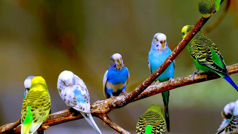 Blue and Yellow Macaw parrots