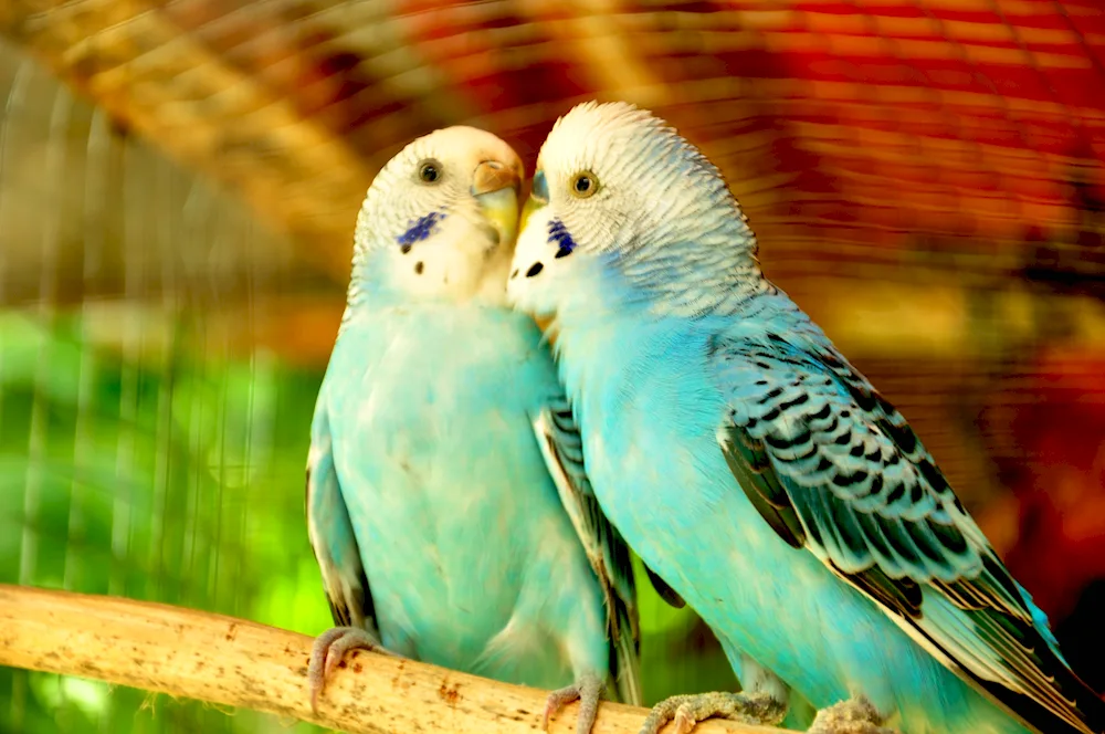 Necereled parrot and cockatoo