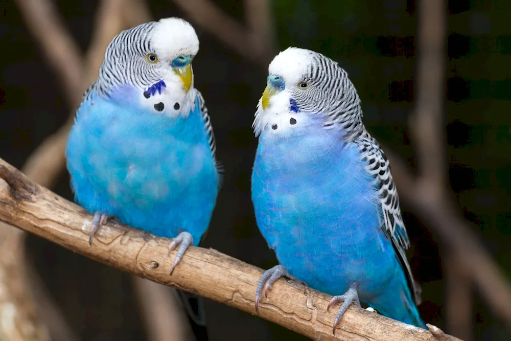 Wavy parrots