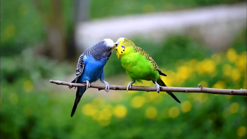 Wavy parrots