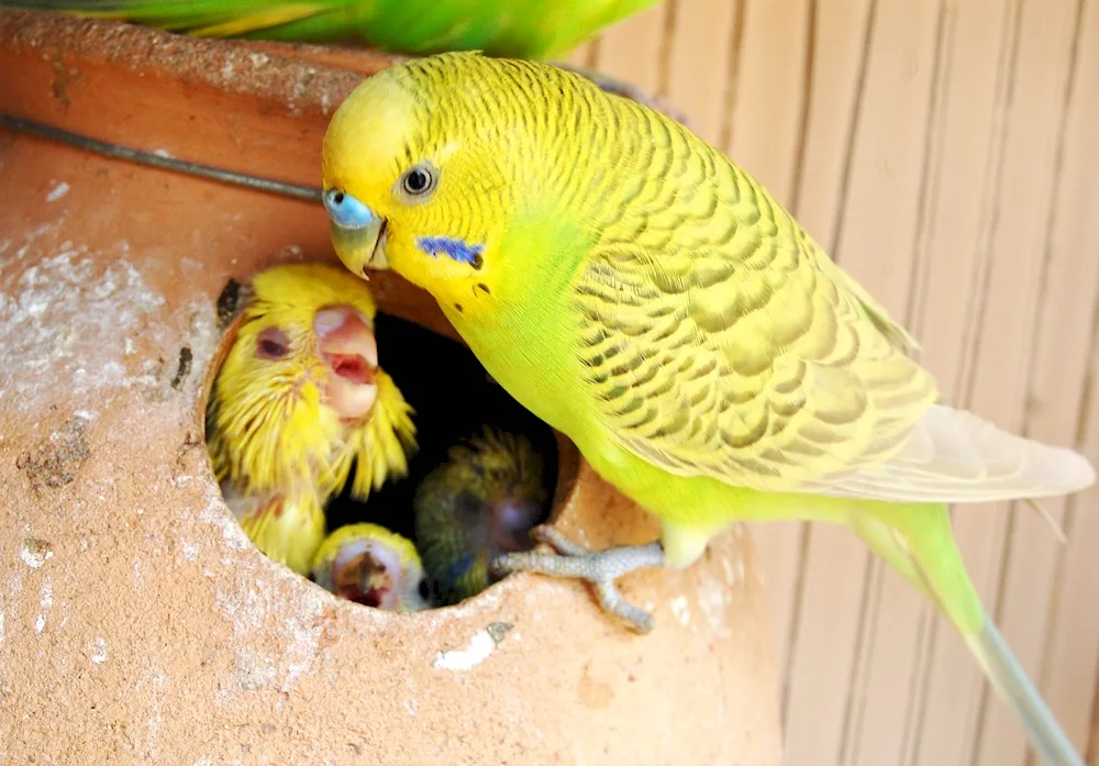 Harlequin parrots