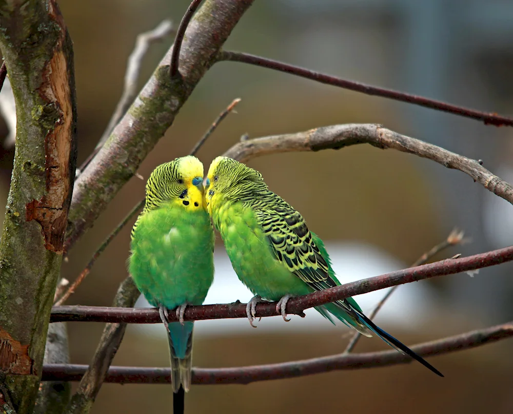 Wavy parrots