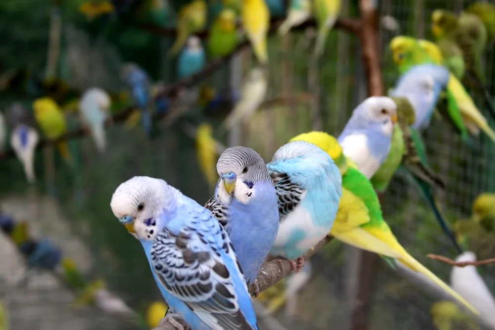 Crested waved parrots