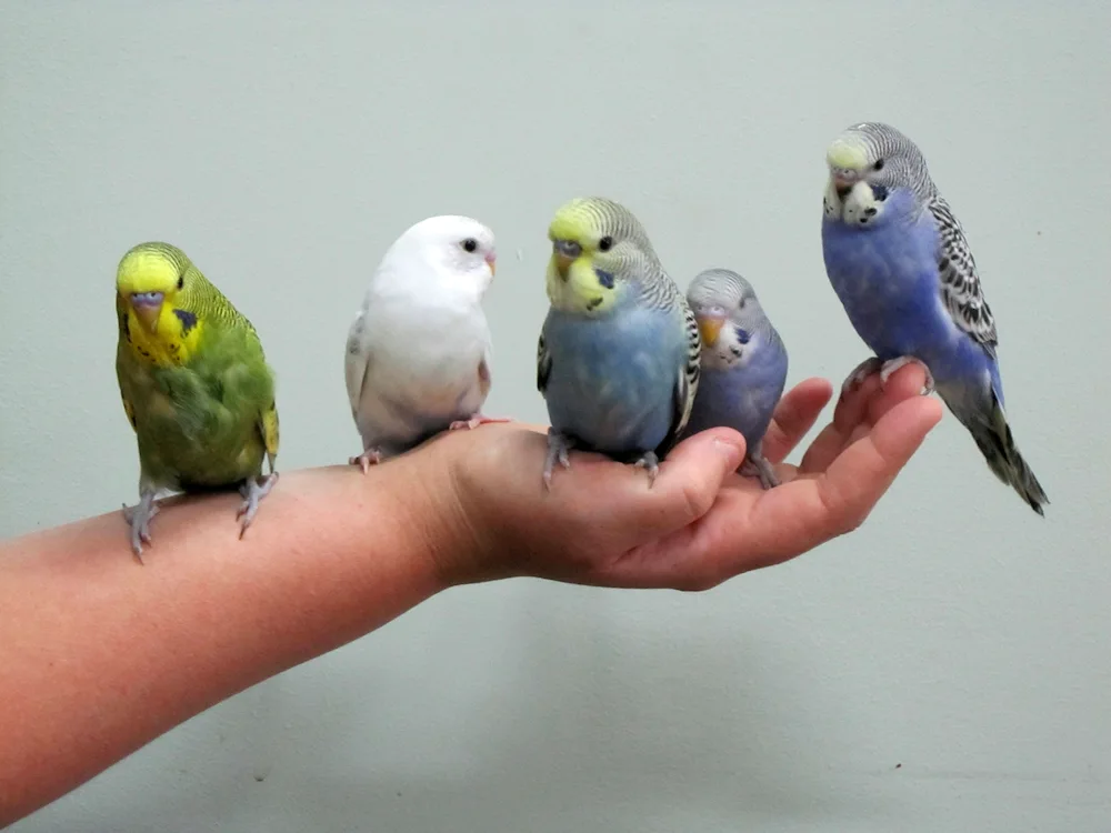 Wavy parrots