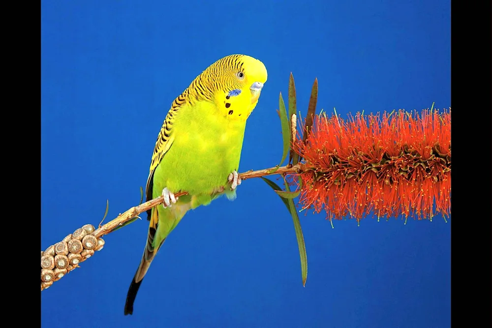 Red Waved Parrot Harlequin