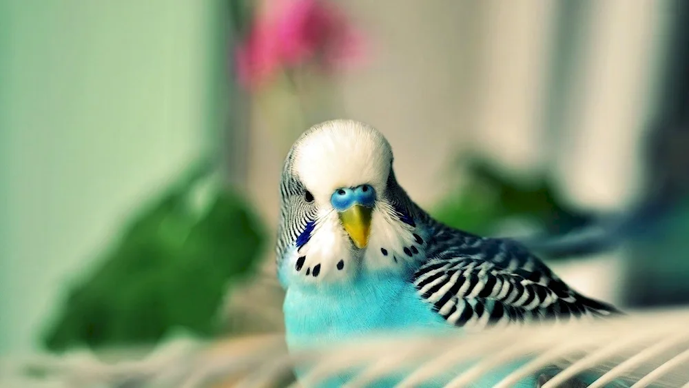 Wavy parrot chicks