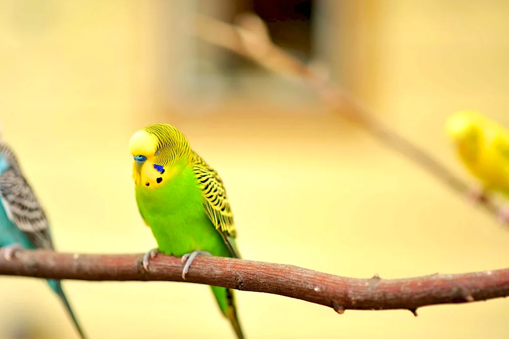 Wavy parrots