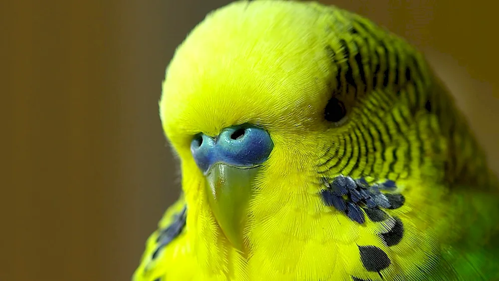 Harlequin parrot