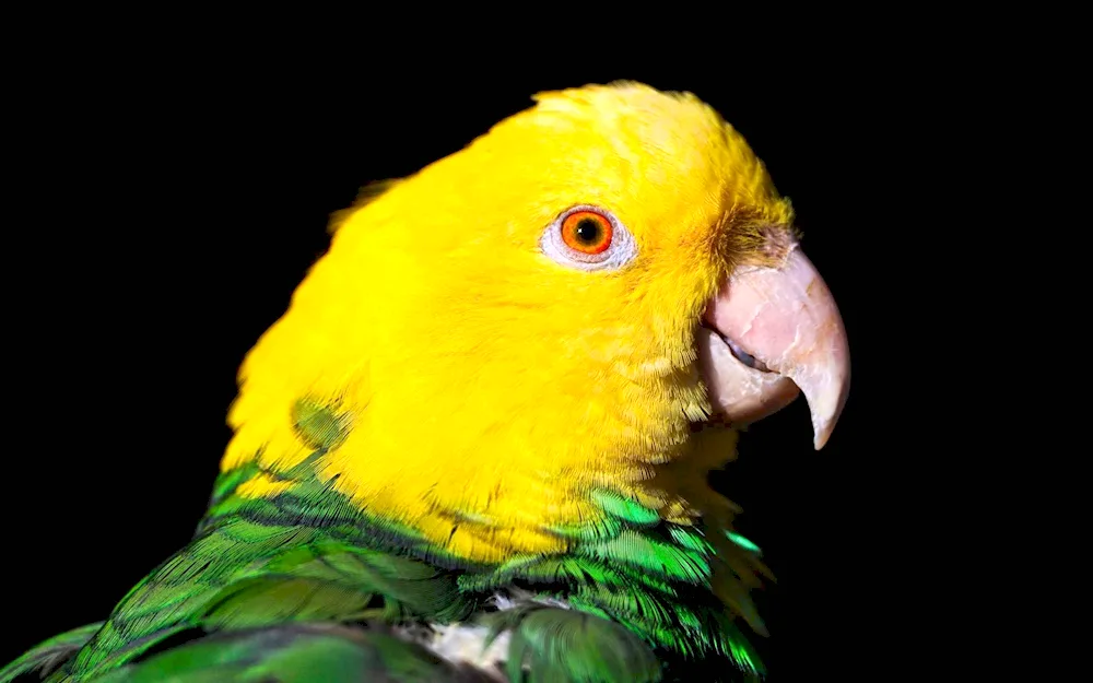 Green wavy parrot