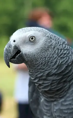 Parrot Jaco