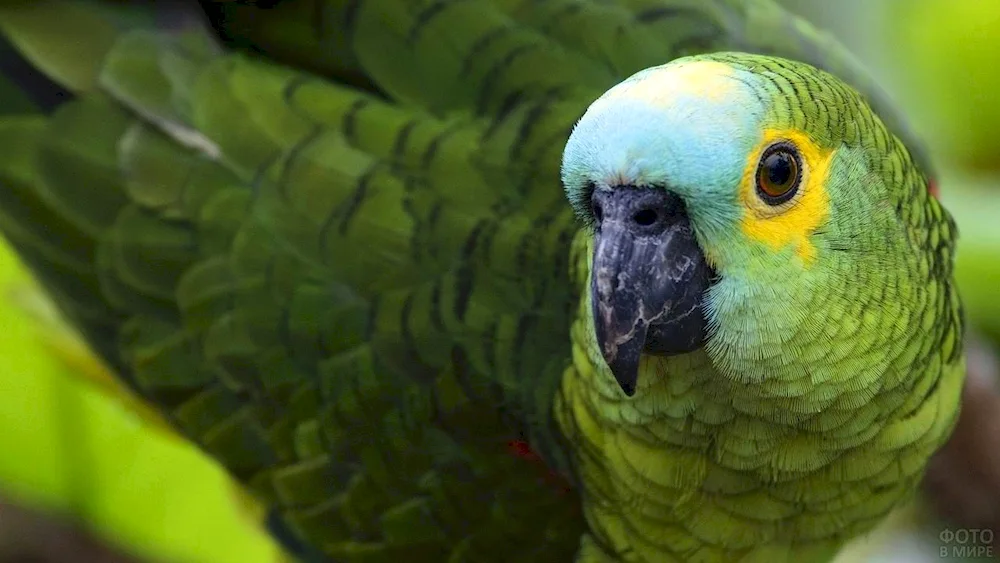 Parrot Jaco green