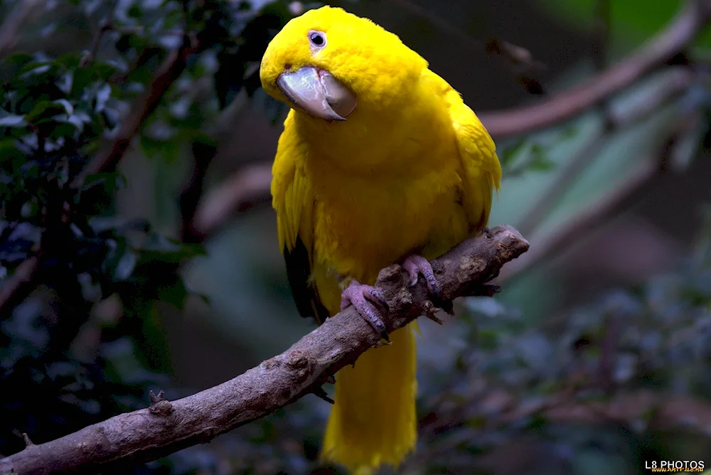 Golden arating parrot