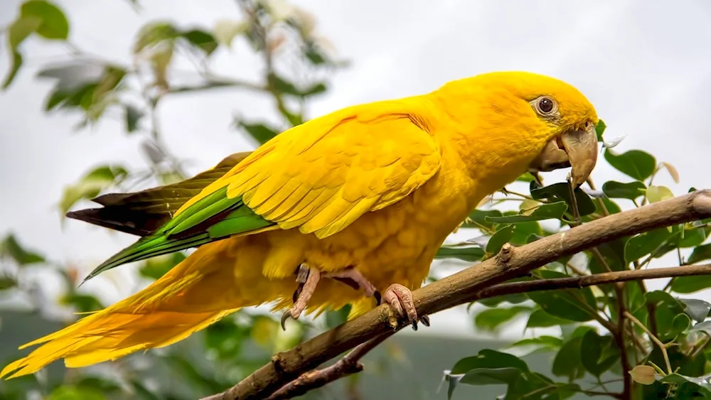 Golden Aratina parrot