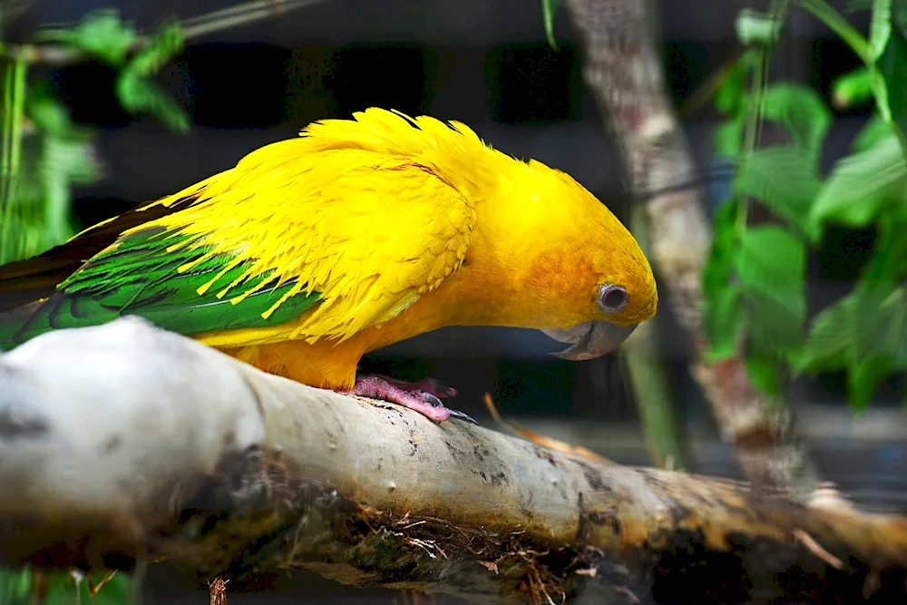 Golden aratinga