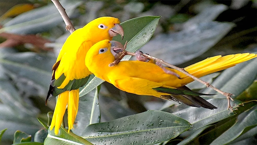 Golden aratinga