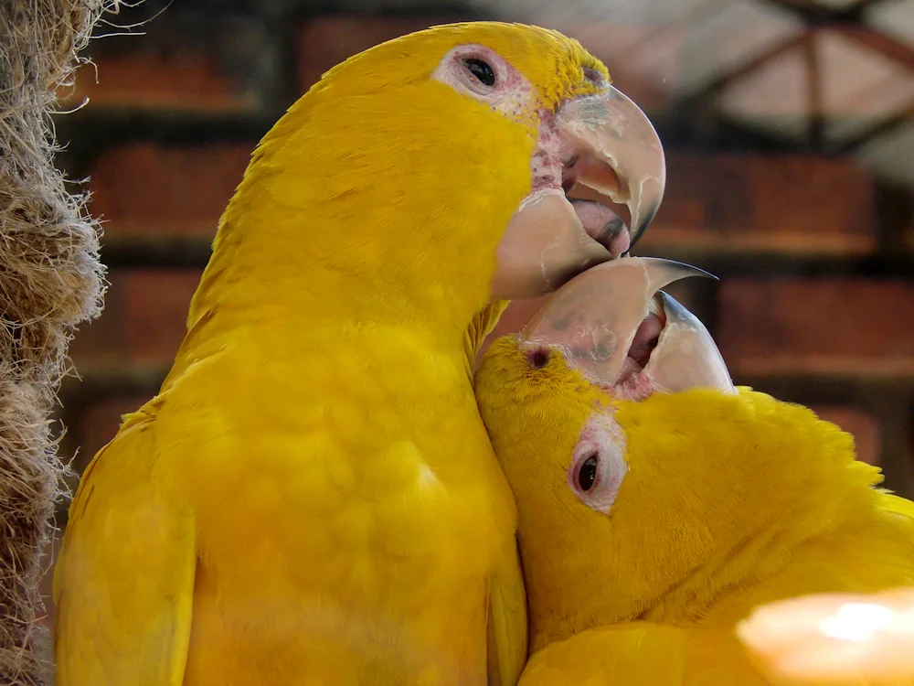 Golden Aratinga parrot