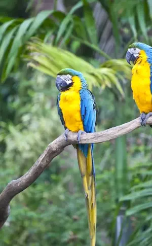 Parrots of Australia