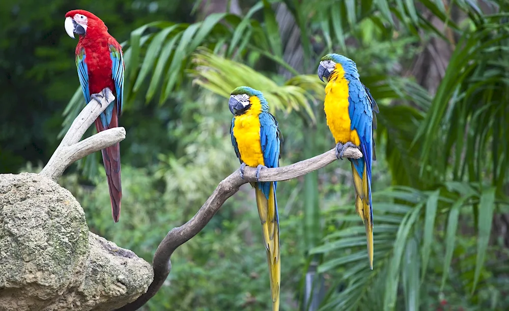 Parrots of Australia