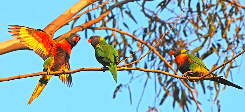 Parrots of Australia