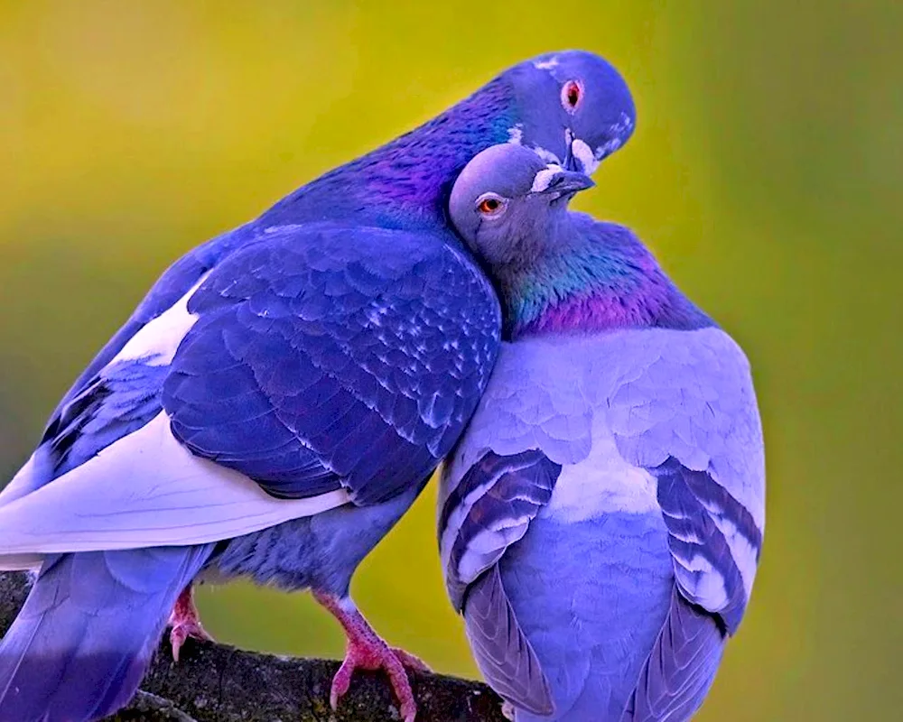 Pigeon parrot