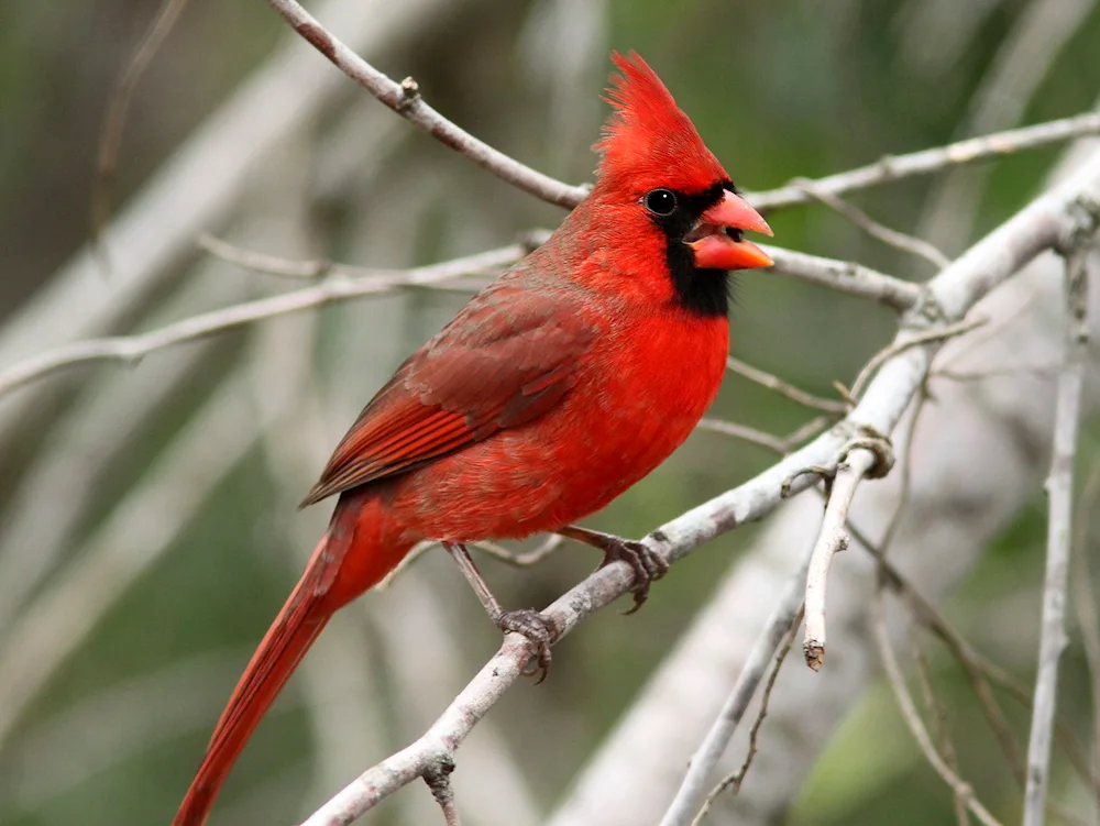 Udod bird