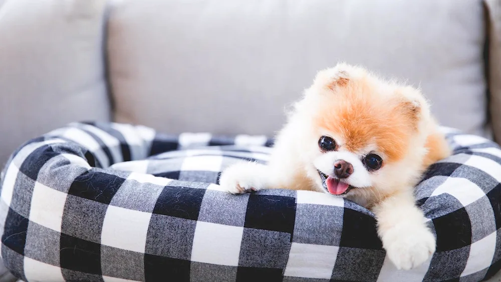 Pomeranian Puppy