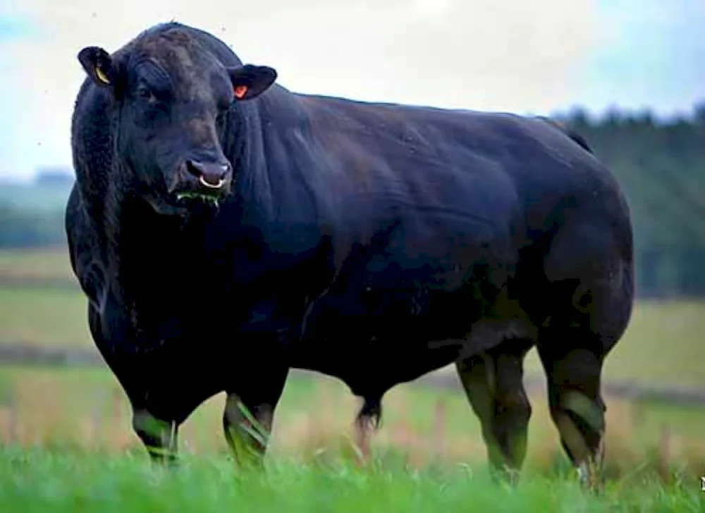 Aberdeen Angus