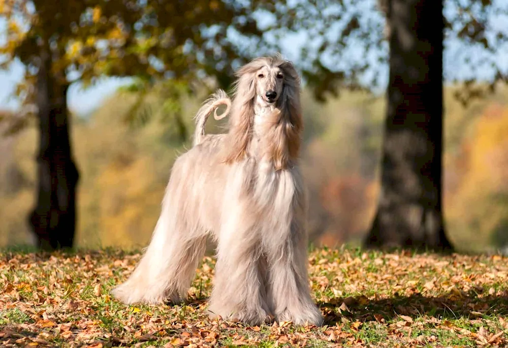 Afghan Greyhound breed