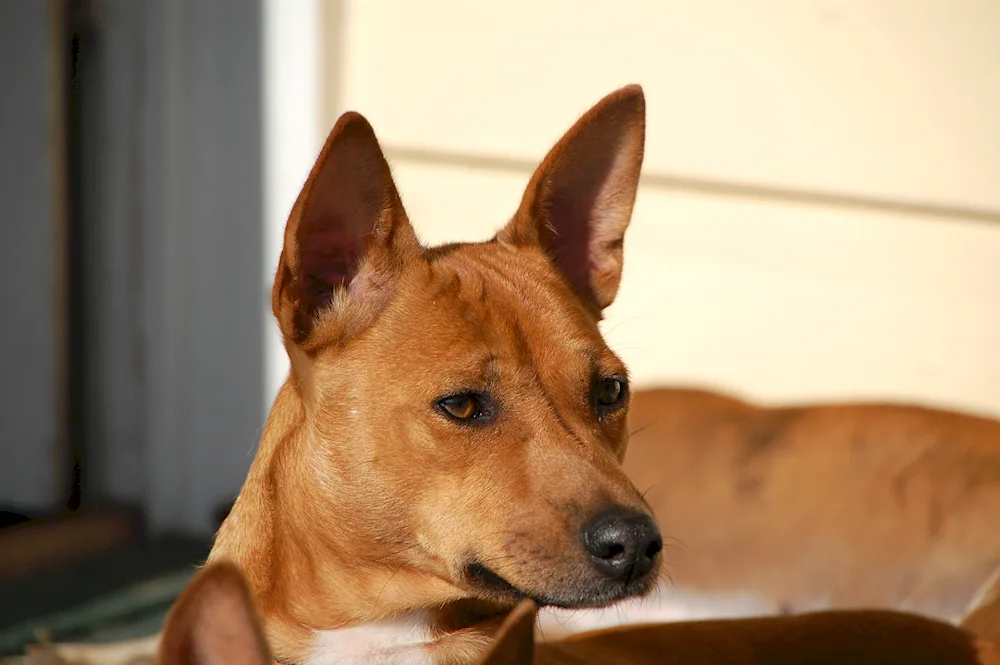 Basenji breed