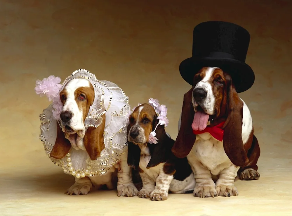 Basset hound