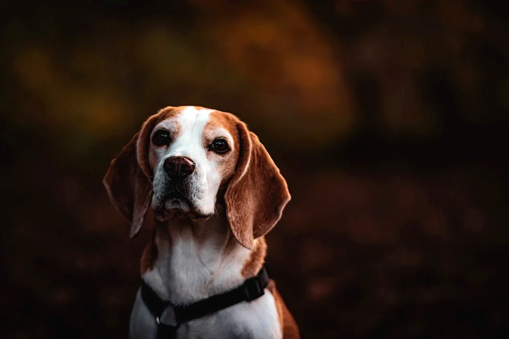 Breed of Beagle dog