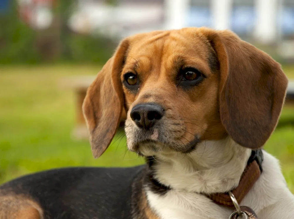 Beagle spaniel