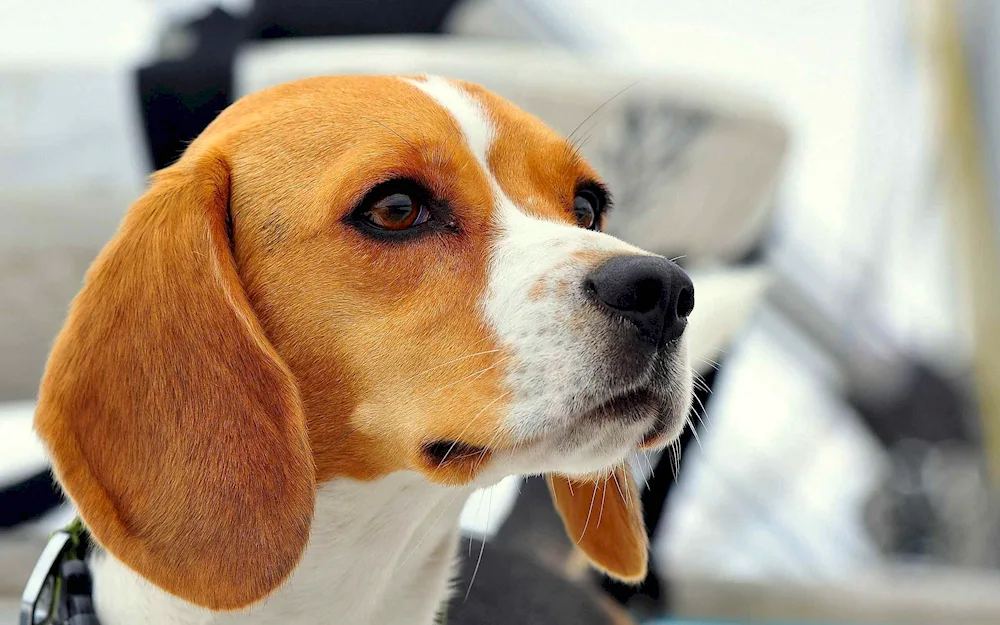 Beagle dog