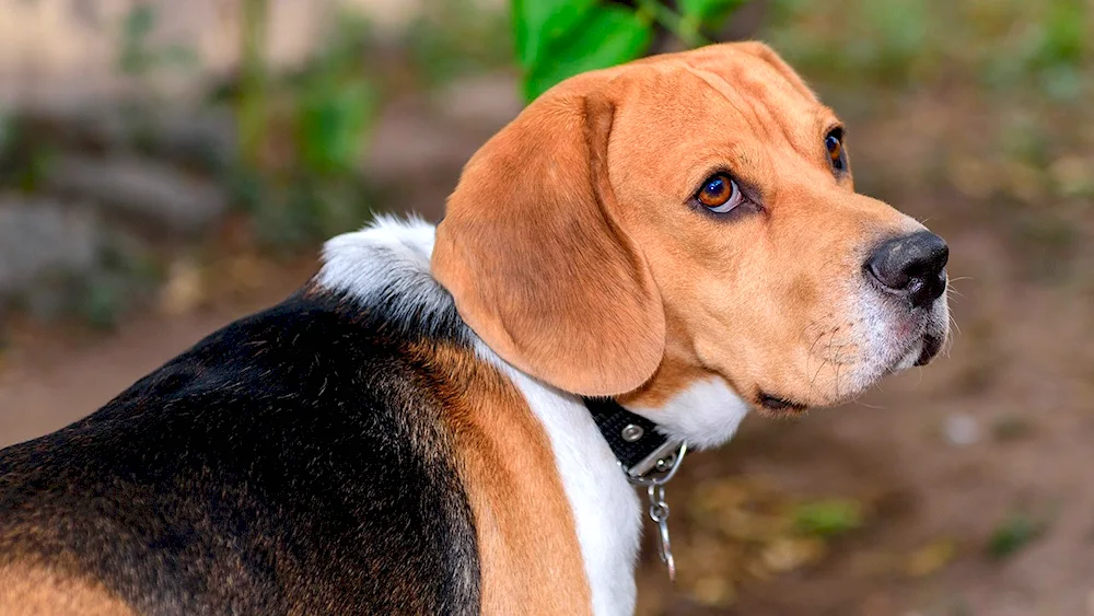 Beagle dog breed