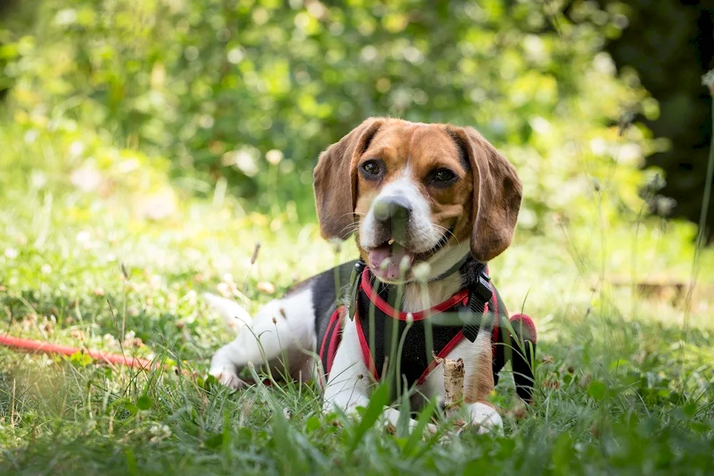 French Beagle dog